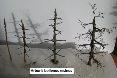 17 Arboris bollenus resinus 4 c.jpg